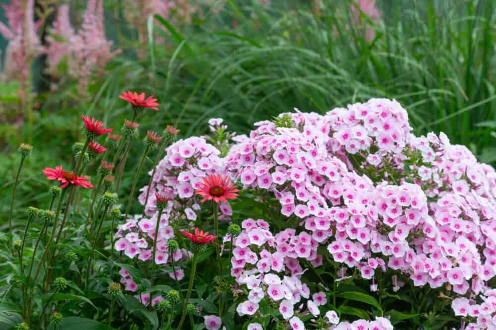 Phlox paniculata Flame Soft Pink Eye