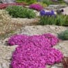 Phlox subulata