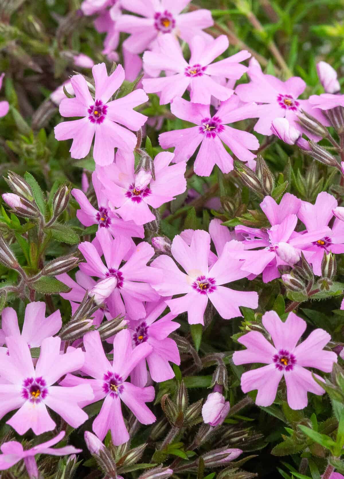 Phlox subulata Fort Hill