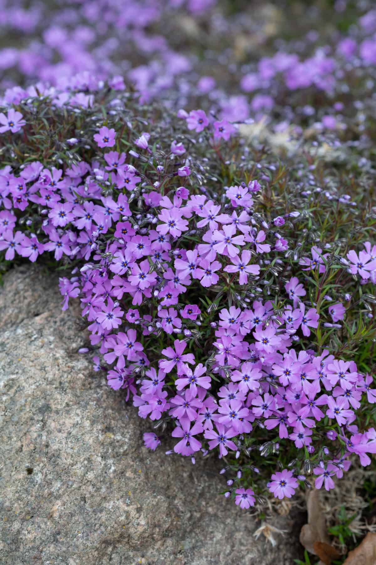 Phlox subulata Purple Beauty