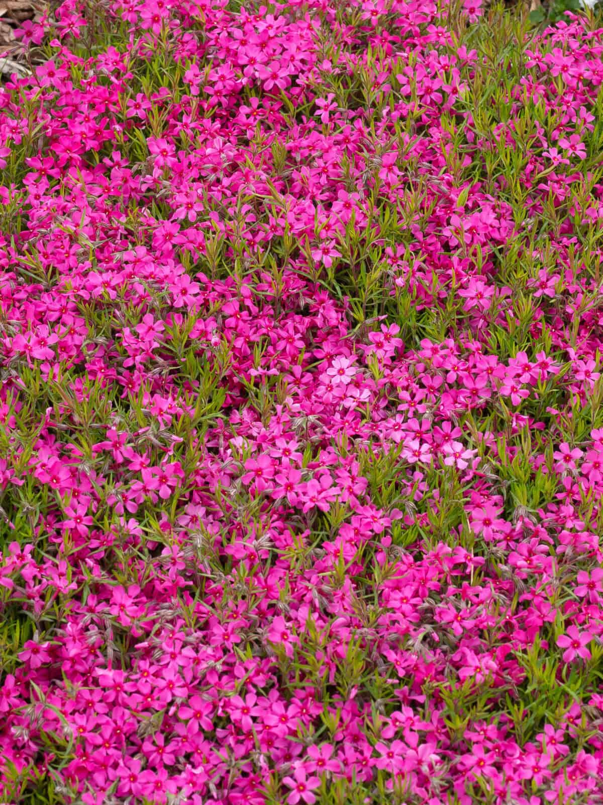 Phlox-subulata-Scarlet-Flame