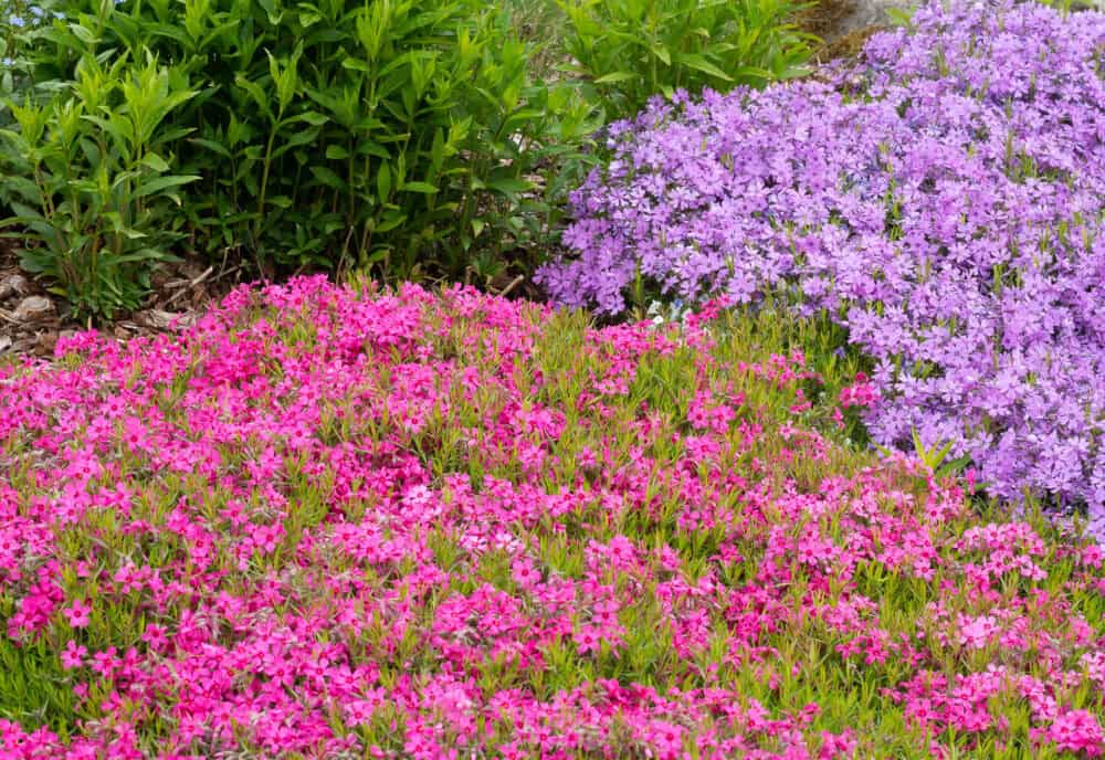 Phlox subulata Scarlet Flame1