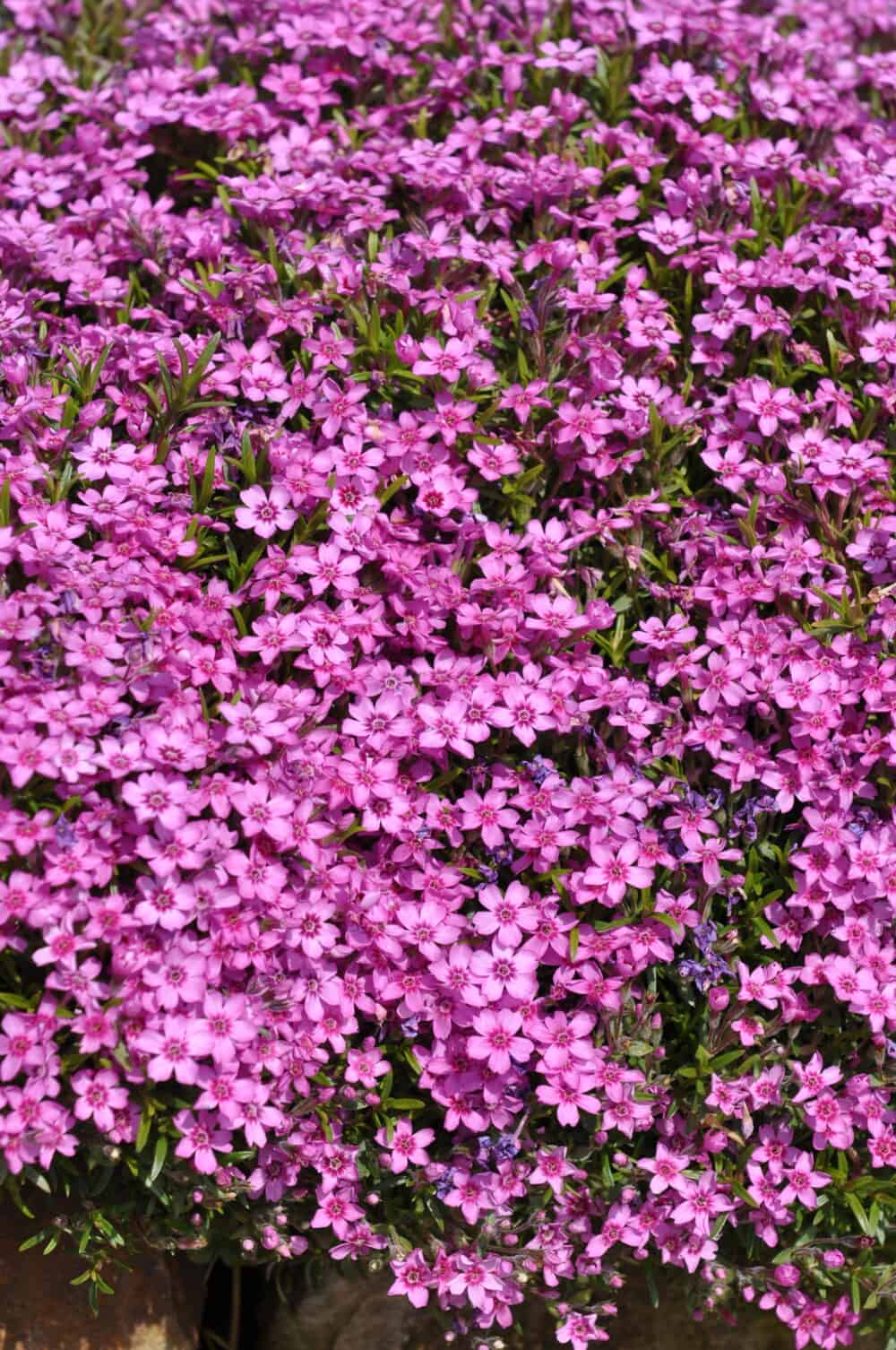 Phlox subulata 'Zwergteppich'