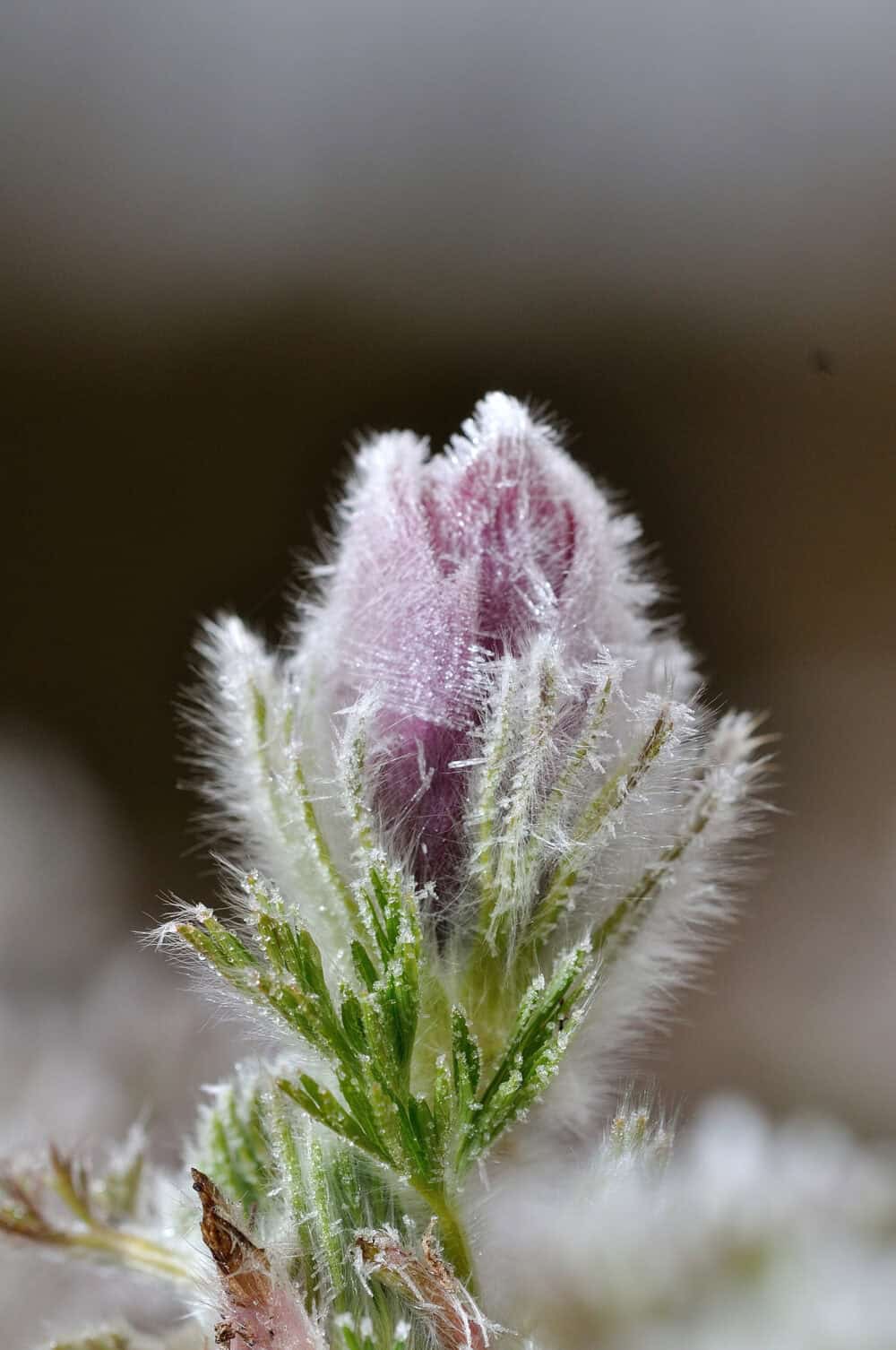 Pulsatilla-vulgaris-1