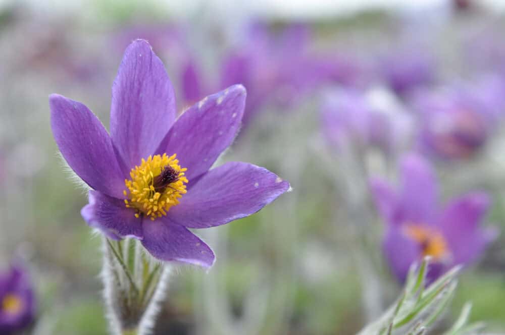 Pulsatilla-vulgaris2