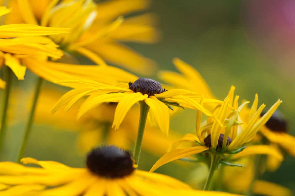 Rudbeckia fulgida 'Goldsturm' - Image 3