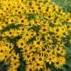 Rudbeckia