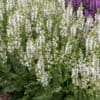 Salvia pratensis