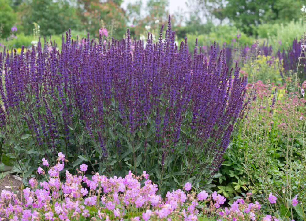 Salvia nemorosa 'Caradonna' - Image 4