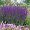 Salvia nemorosa 'Caradonna' - Image 4
