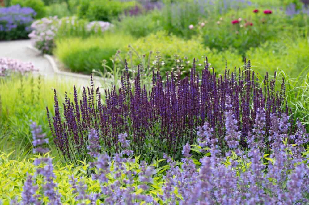 Salvia nem. Caradonna 2