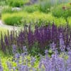 Salvia nem. Caradonna 2