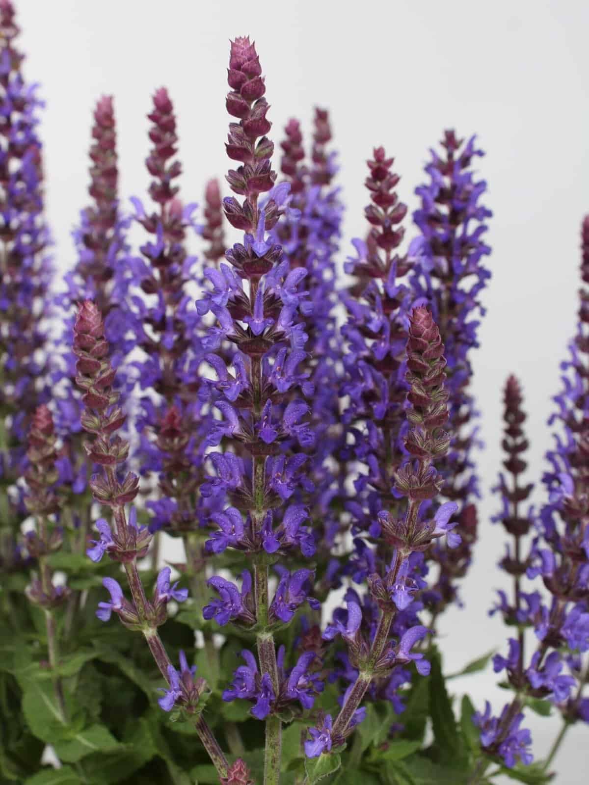 Salvia nemorosa