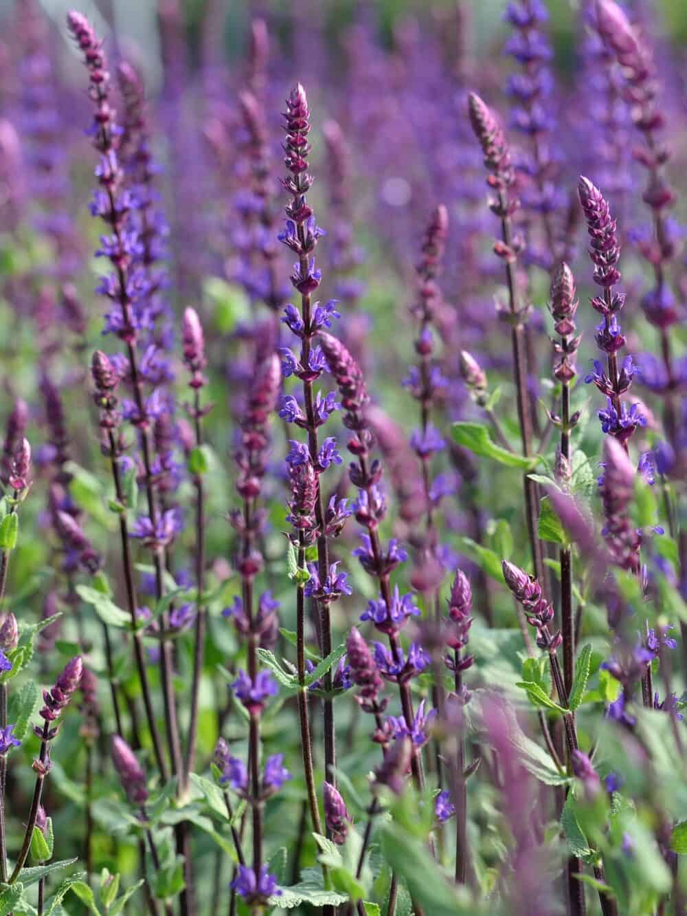 Salvia-nemorosa-Caradonna