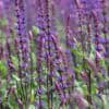 Salvia-nemorosa-Caradonna