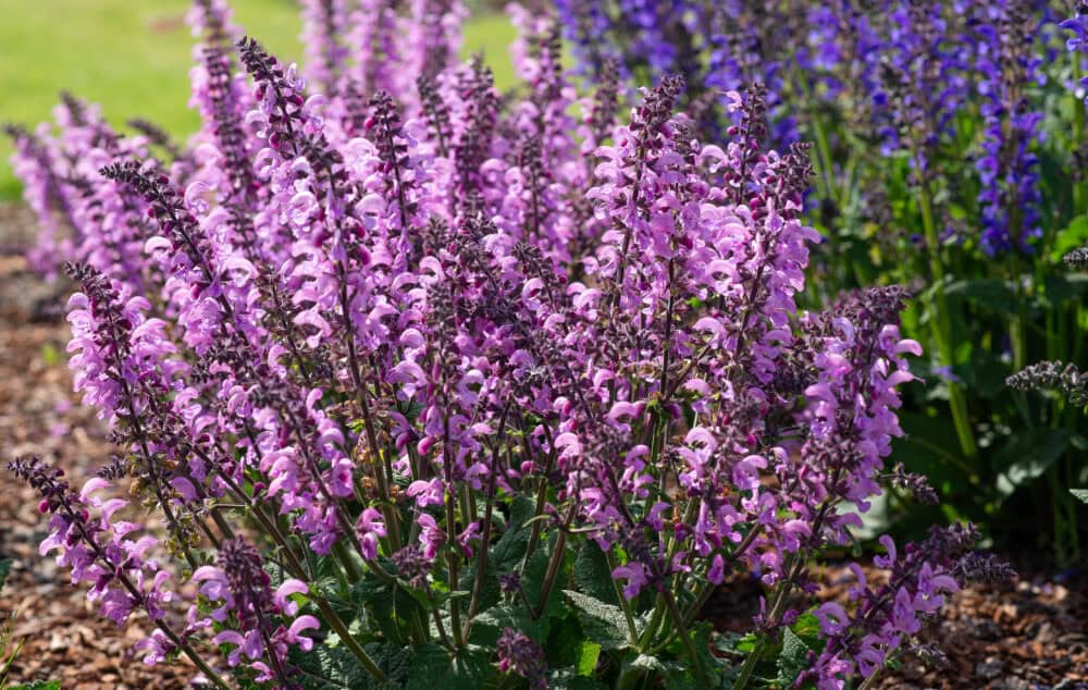 Salvia pratensis Pretty In Pink