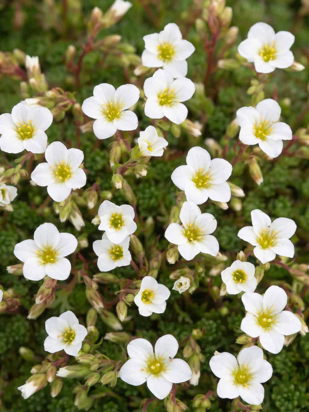 Saxifraga-White-Star