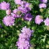 Scabiosa