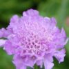 Scabiosa