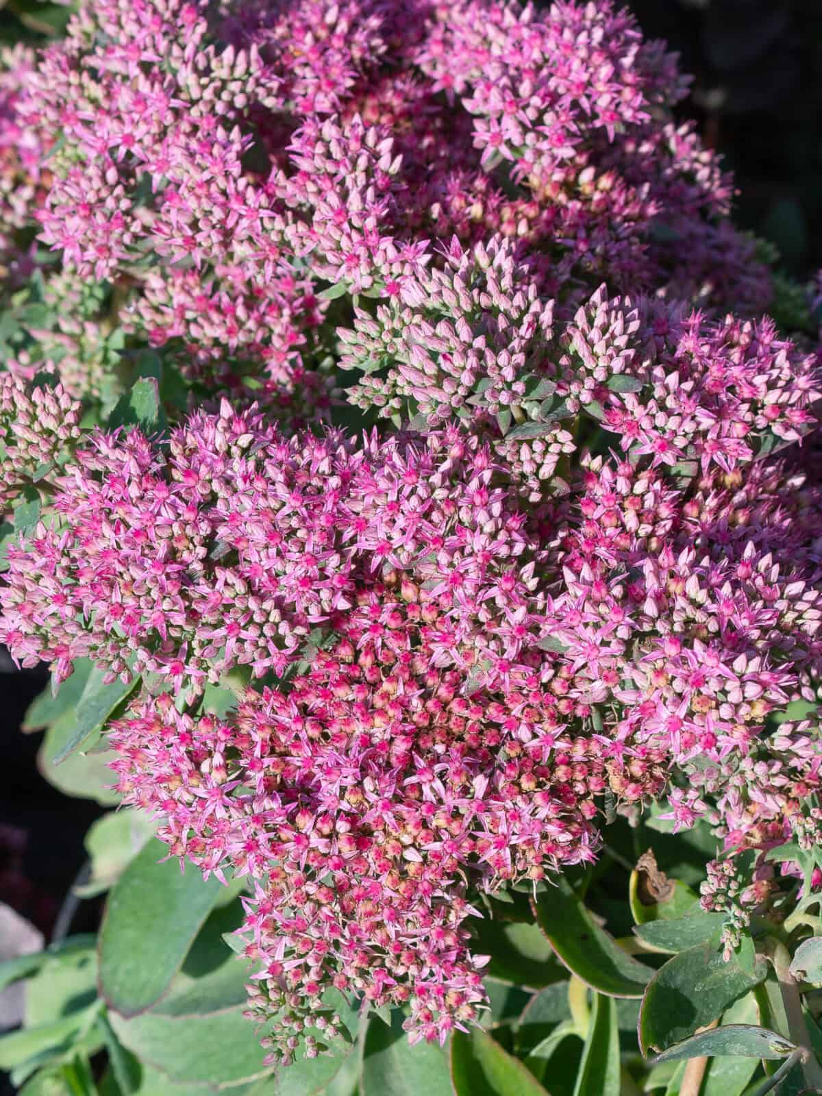 Sedum Carl