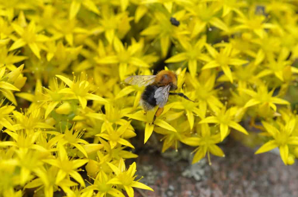 Sedum acre 'Yellow Queen' - Image 4