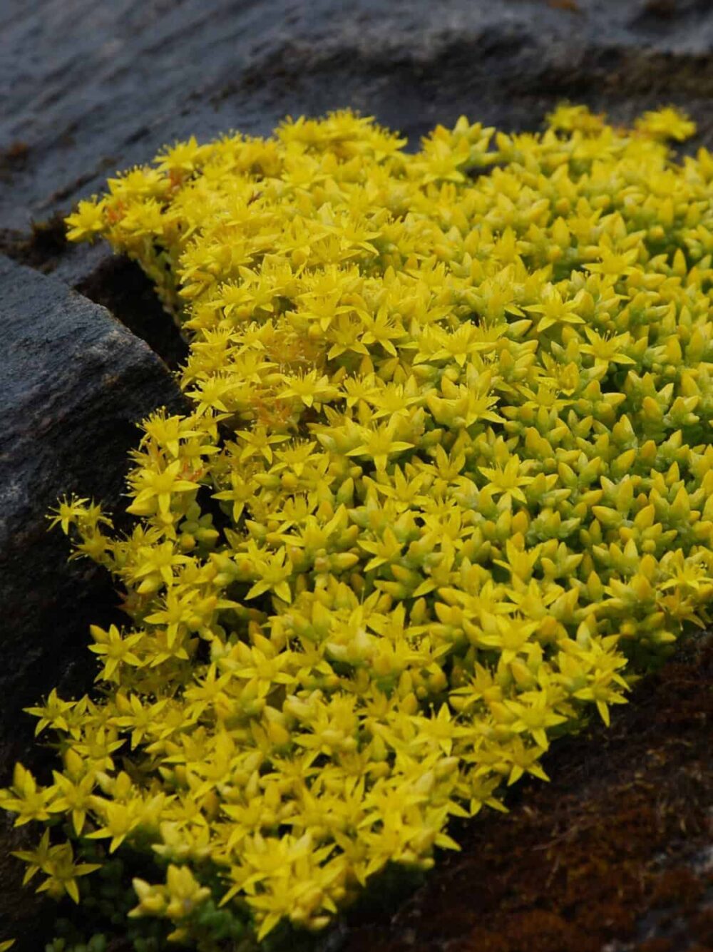 Sedum acre