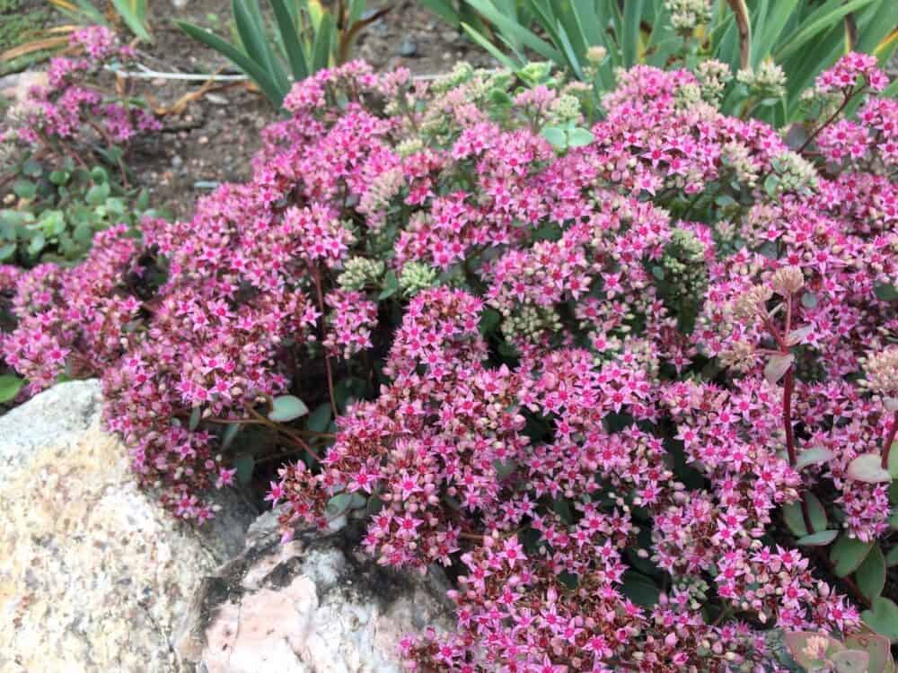 Sedum