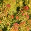 Sedum