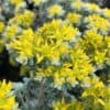 Sedum