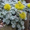 Sedum spathulifolium