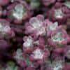 Sedum