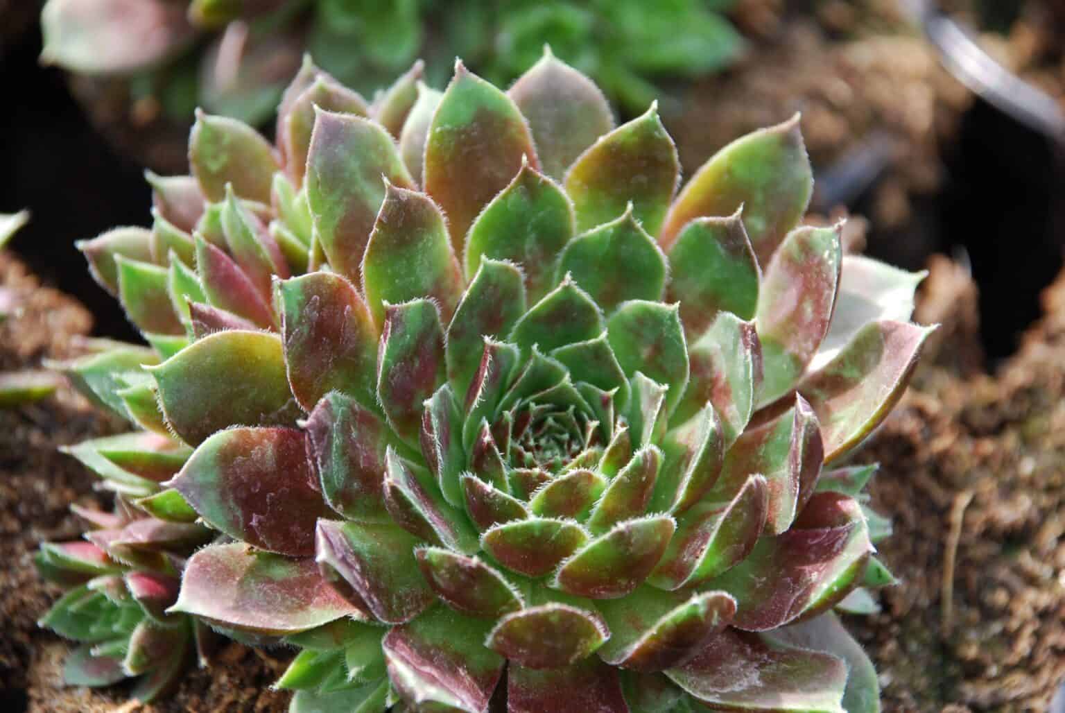 Sempervivum MIX - Mihkel Saar Puukool