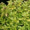 Thymus