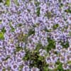 Thymus