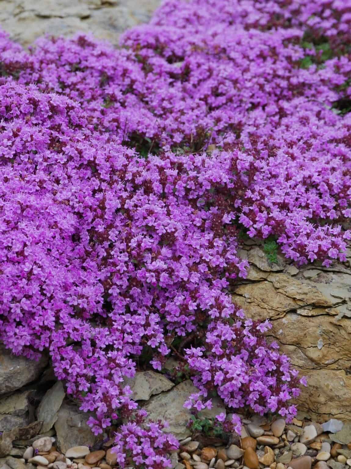 Thymus praecox 'Coccineus' Mihkel Saar Puukool