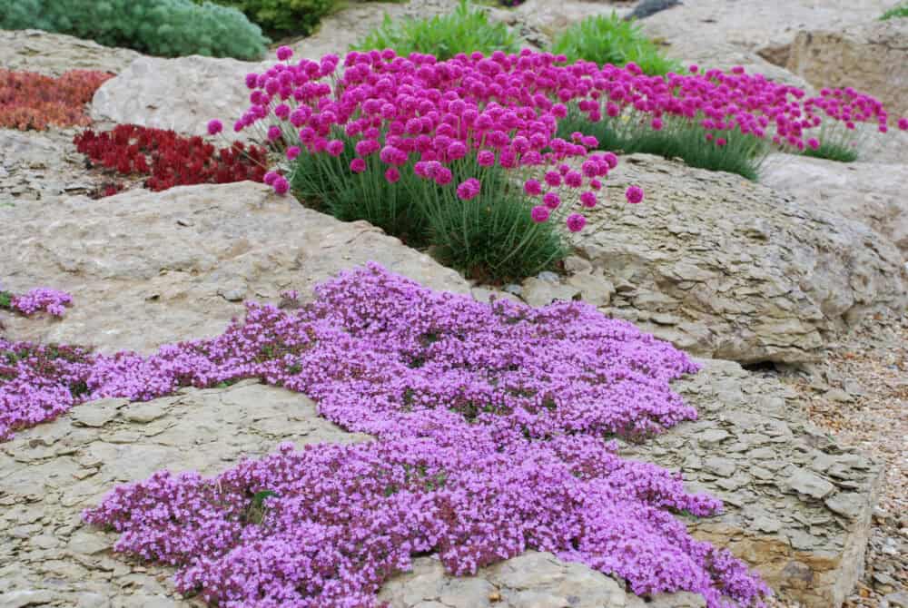 Thymus praecox 'Coccineus' - Image 3