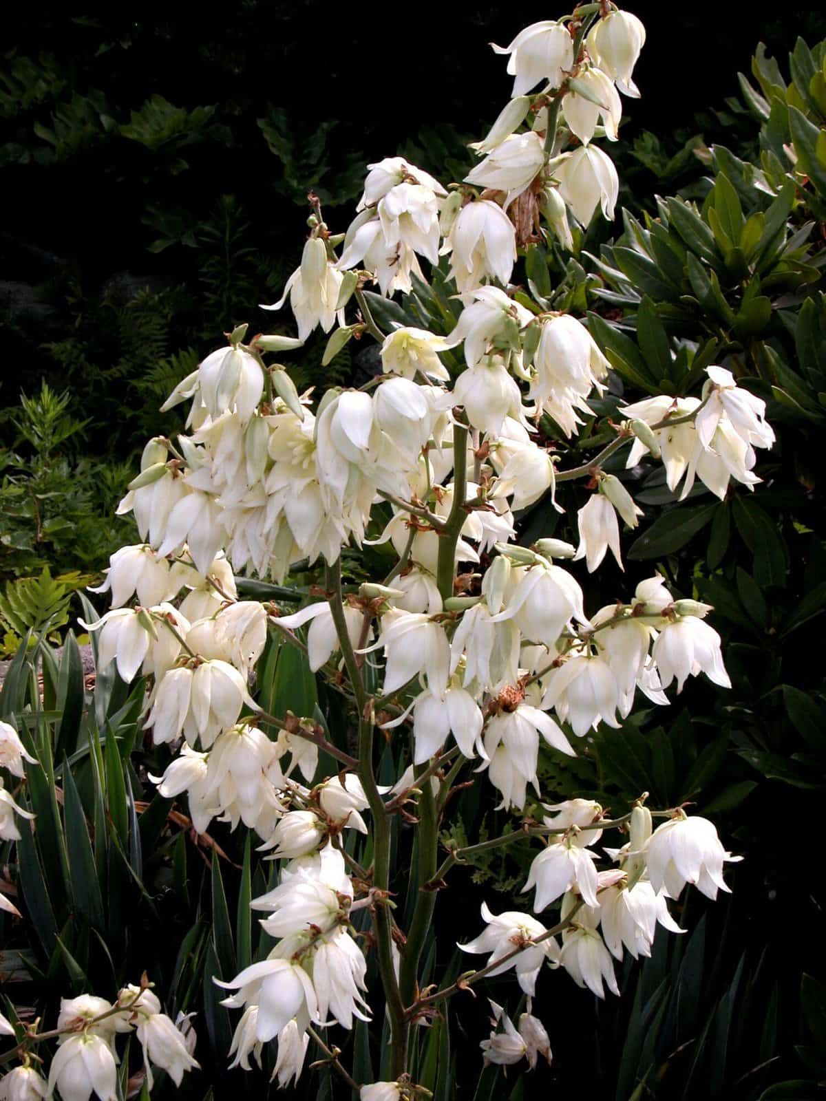 Yucca
