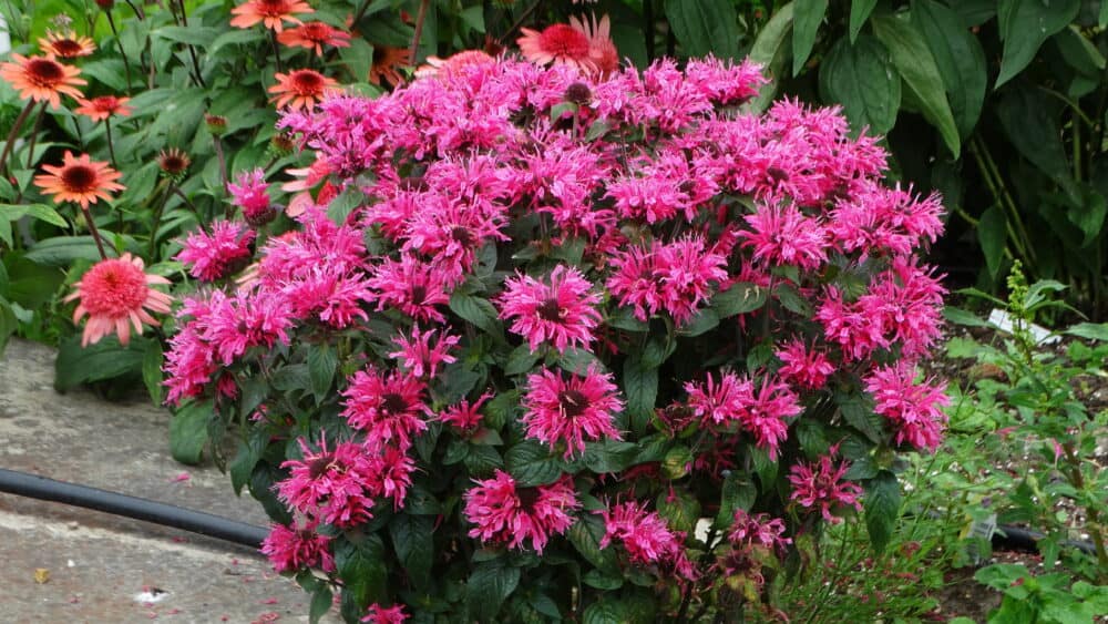 cranberry-lace_monarda-1