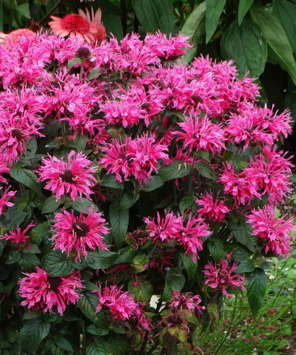 Monarda 'Cranberry Lace'®