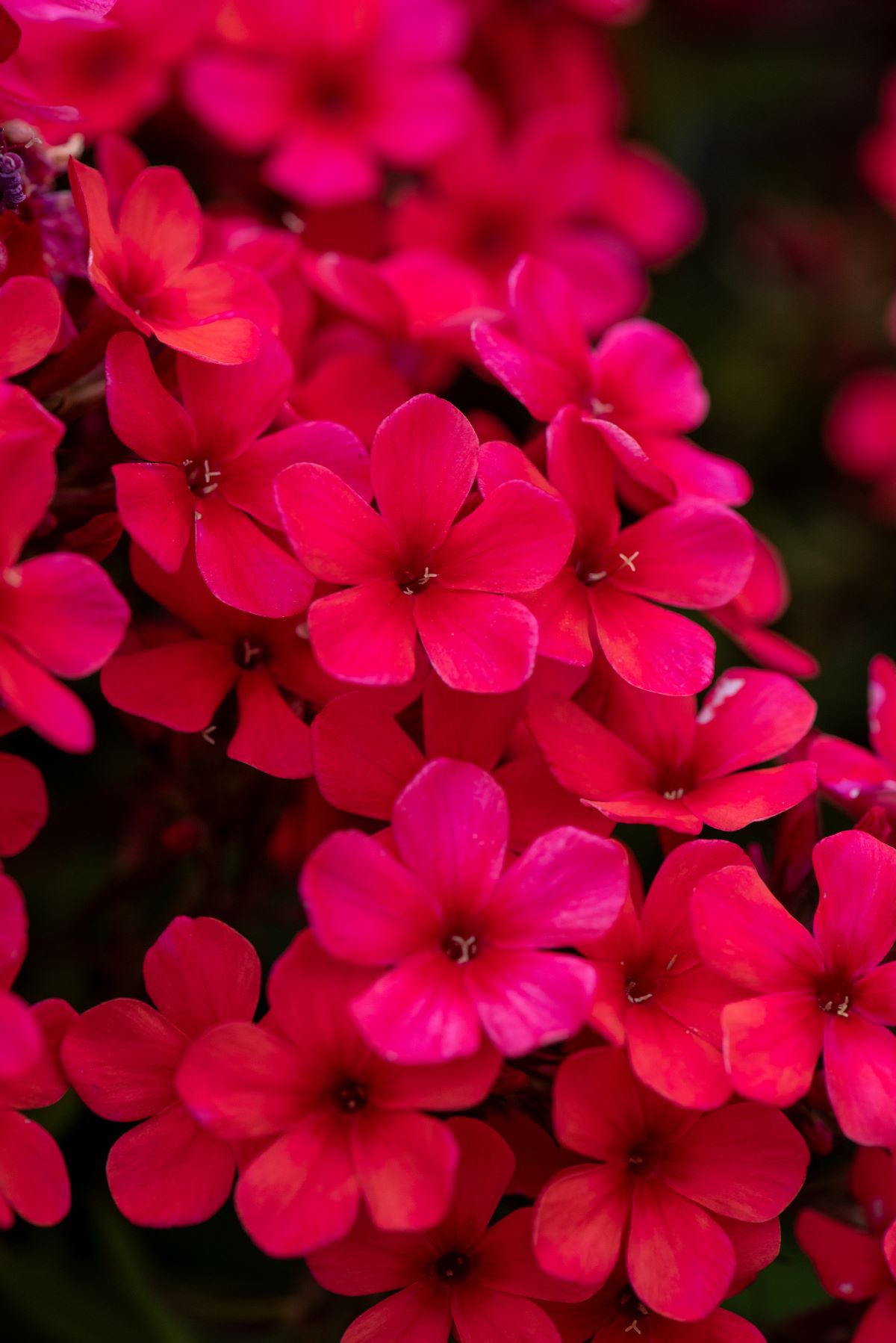 Phlox paniculata 'Early Red'®