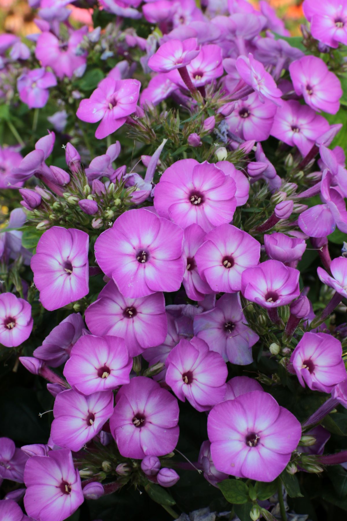 phlox-paniculata-flame-purple-eye
