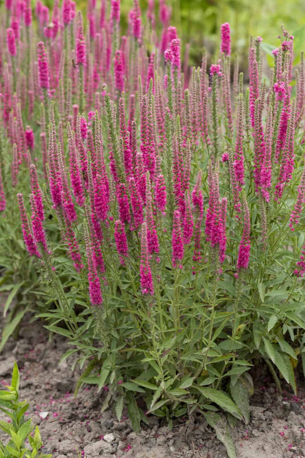 rotfuchs_veronica-spicata2