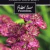 Etikett, Astrantia