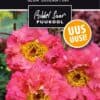Etikett, Geum