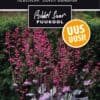 Etikett, Heuchera
