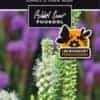Etikett, Liatris spicata