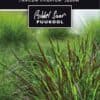 Etikett, Panicum virgatum