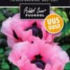 Etikett, Papaver orientale