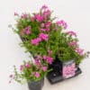 Tootepilt, Phlox