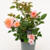 Tootepilt, Rosa